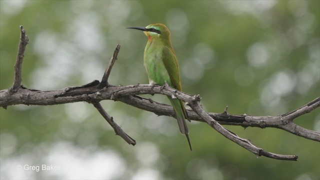 Blue-cheeked Bee-eater - ML273276861