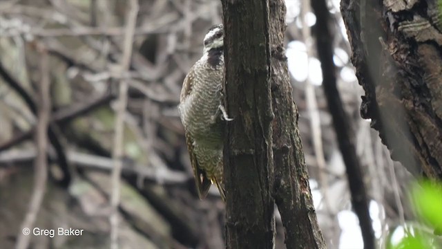 Bearded Woodpecker - ML273277111