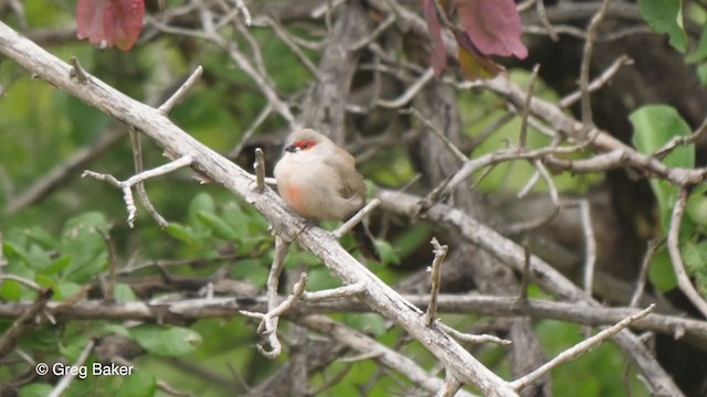 Common Waxbill - ML273277391