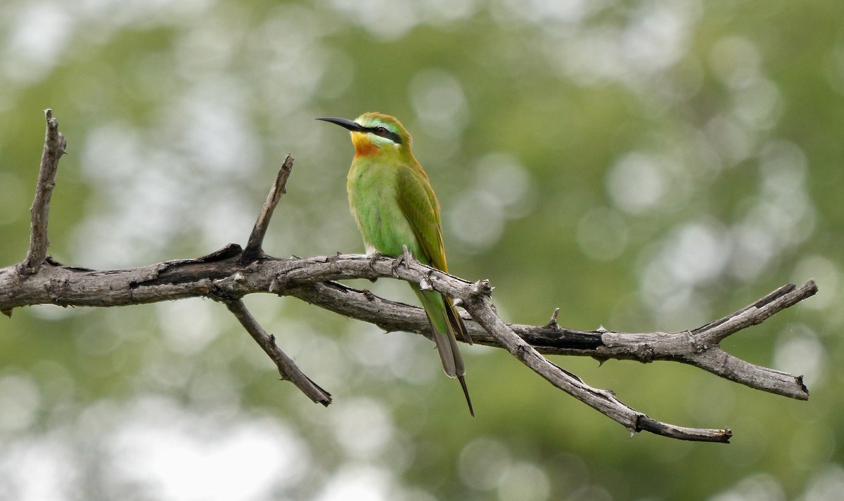 Blue-cheeked Bee-eater - Greg Baker