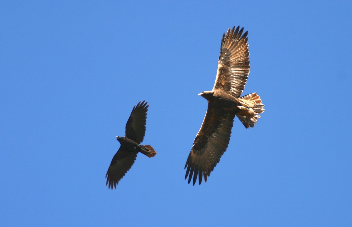 Águila Real - ML273279731