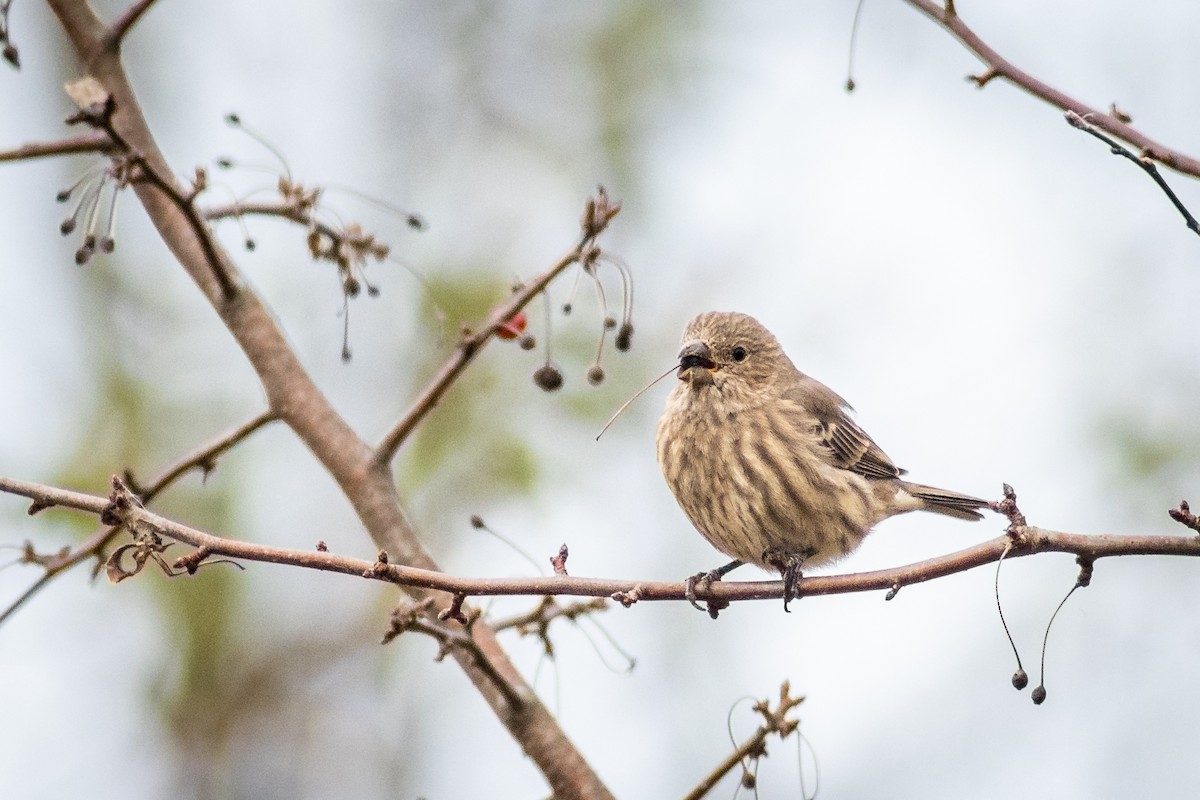 House Finch - ML273279761