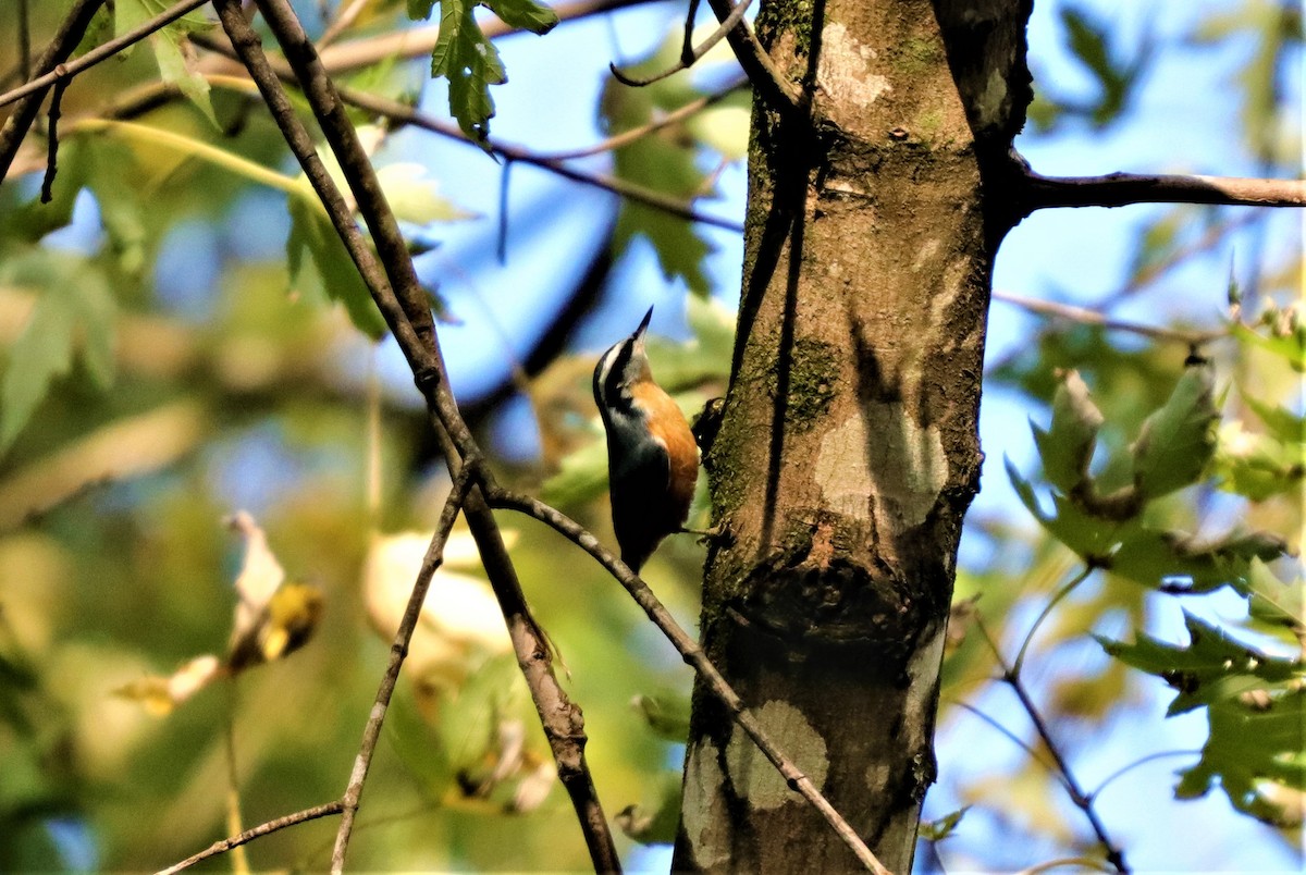 Red-breasted Nuthatch - ML273279791