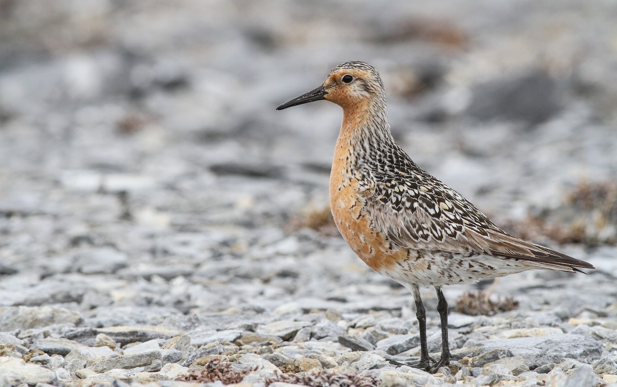 Red Knot - Ian Davies
