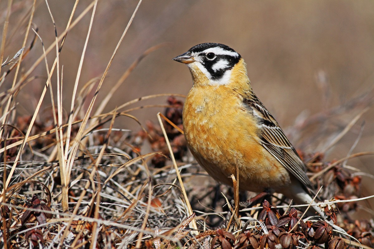 Smith's Longspur - Ian Davies