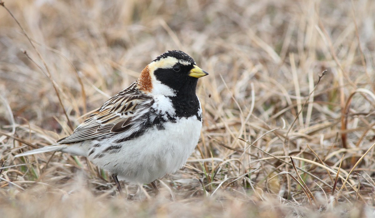 Lapland Longspur - ML27328211