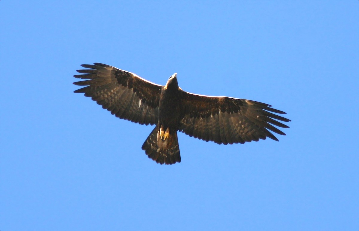 Golden Eagle - Jerry Liguori
