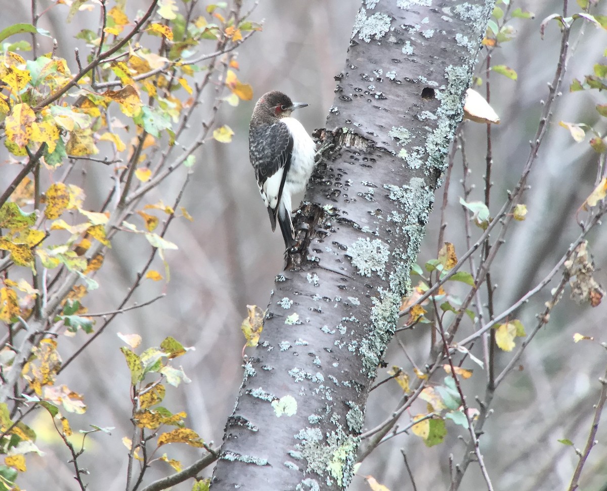 Red-headed Woodpecker - ML273282581