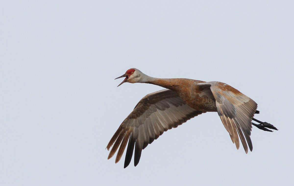 Sandhill Crane - ML27328301