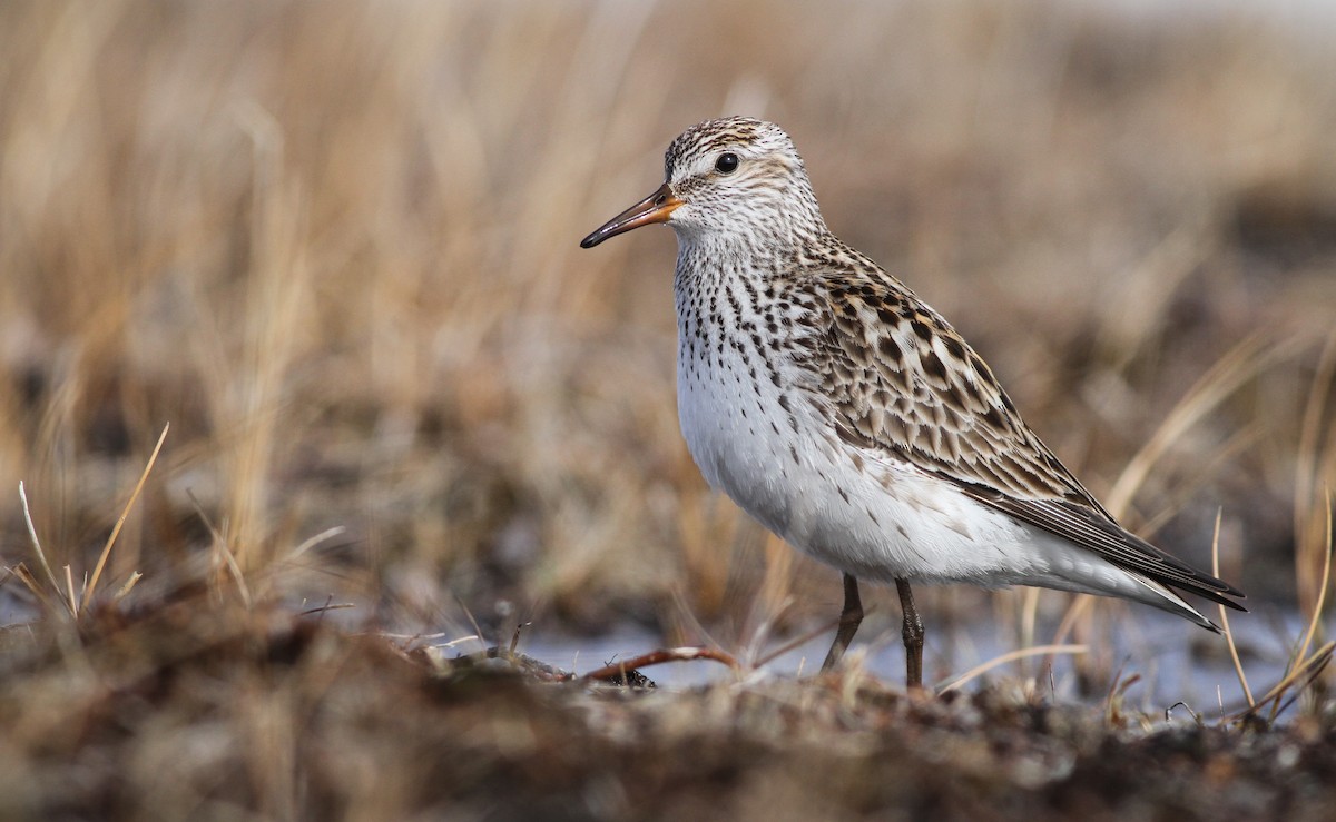 White-rumped Sandpiper - Ian Davies