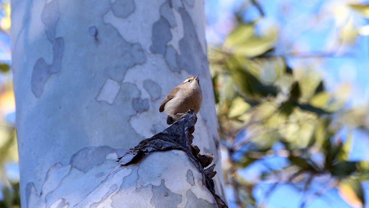 Bewick's Wren - ML273283861