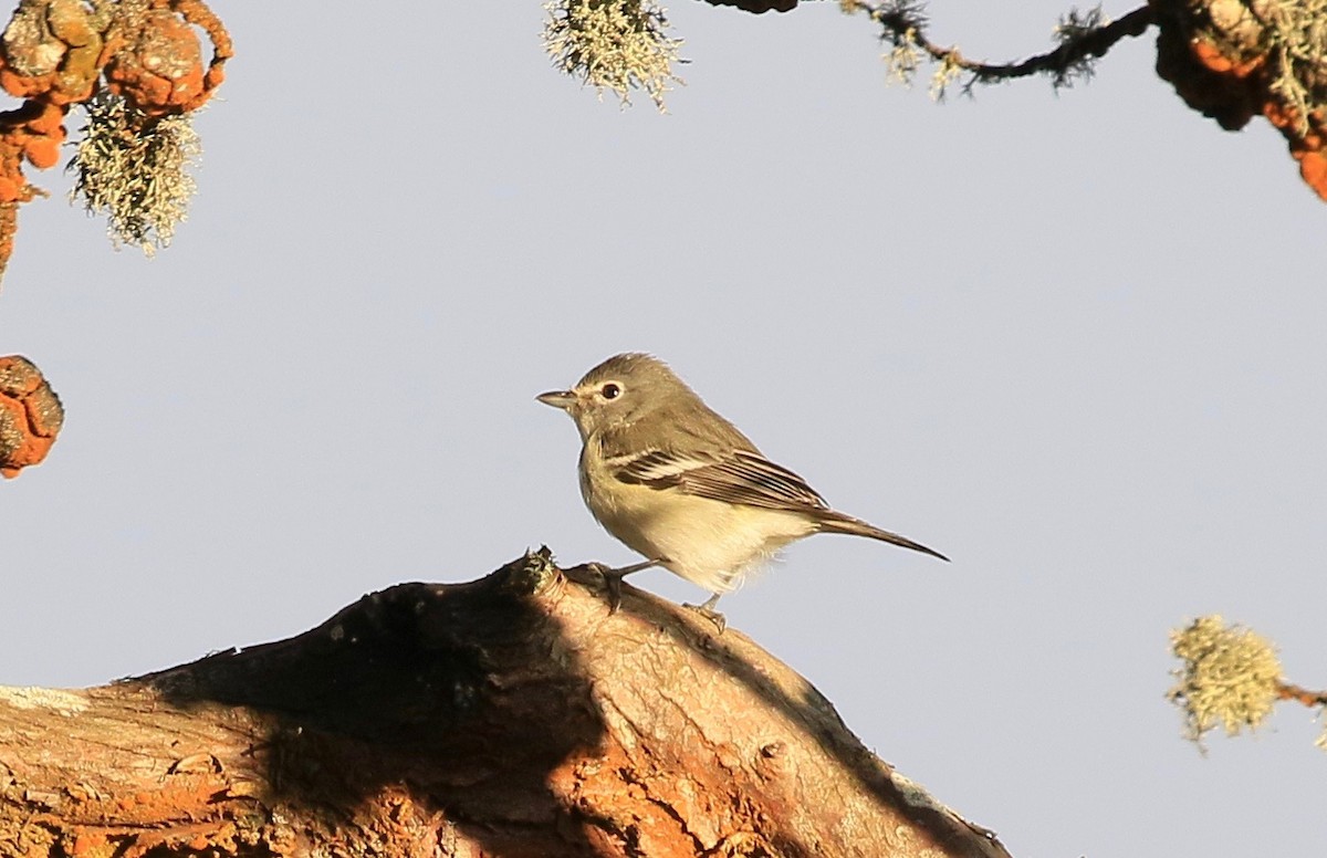 Plumbeous Vireo - ML273285191