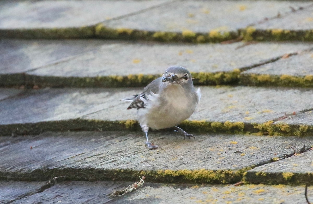 Plumbeous Vireo - ML273285211