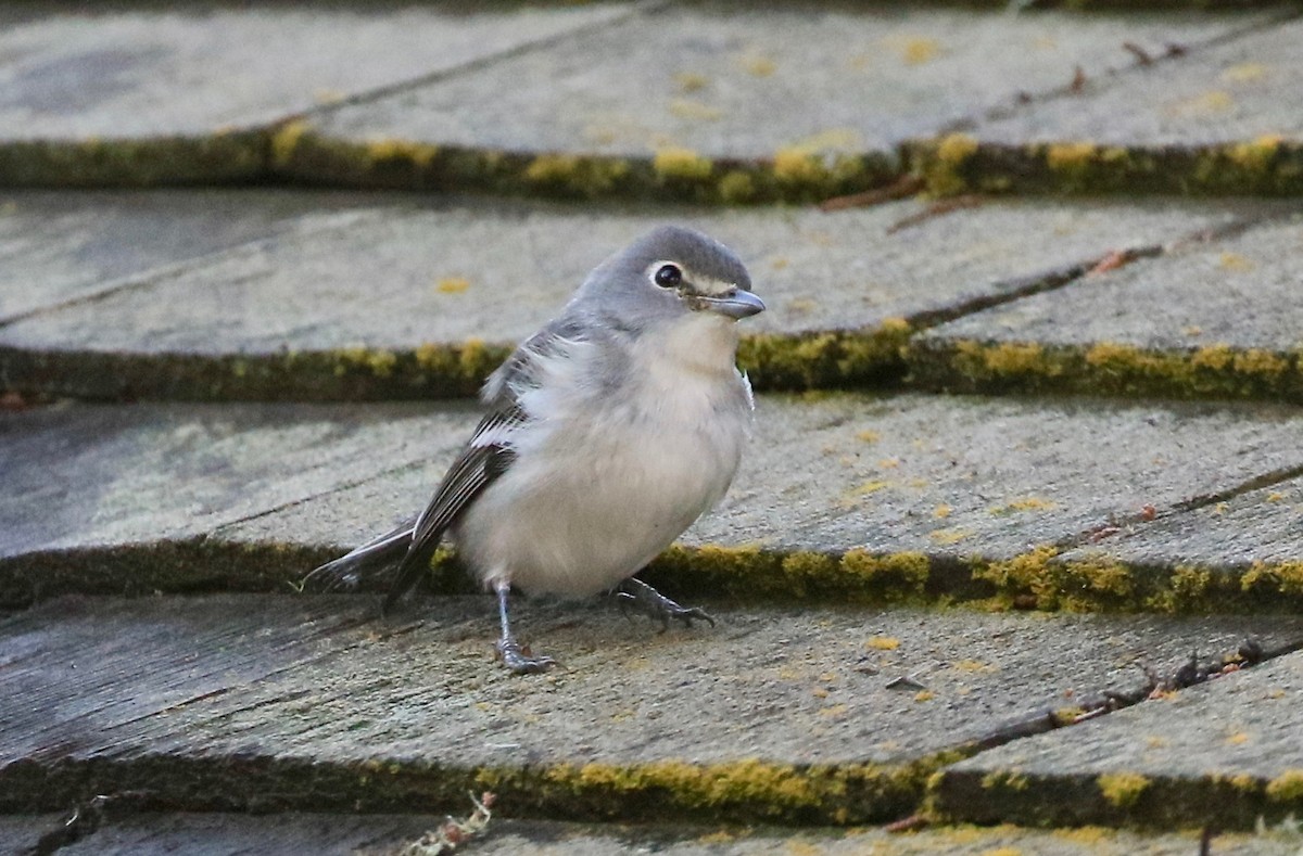 Plumbeous Vireo - ML273285221