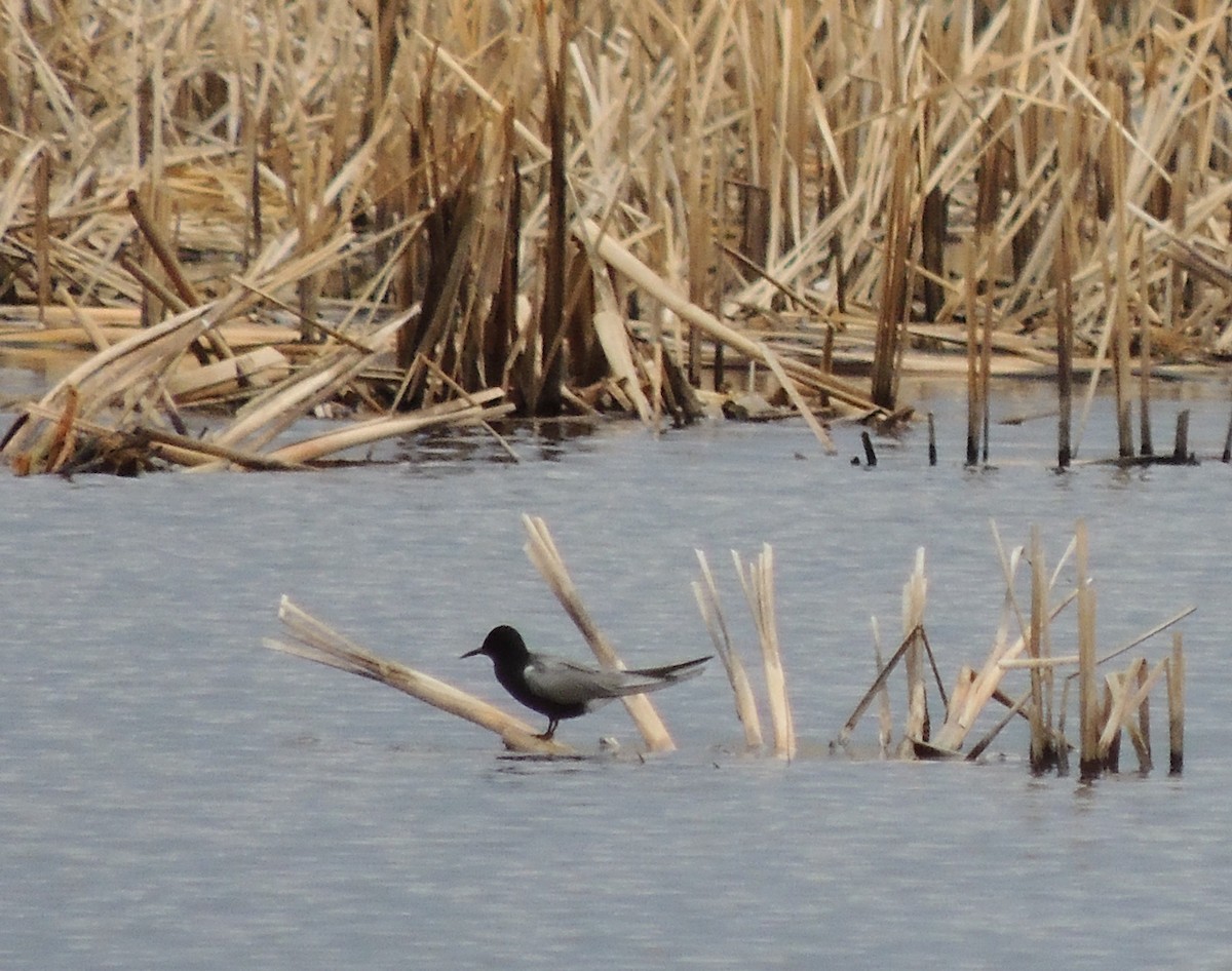 Black Tern - ML273285741