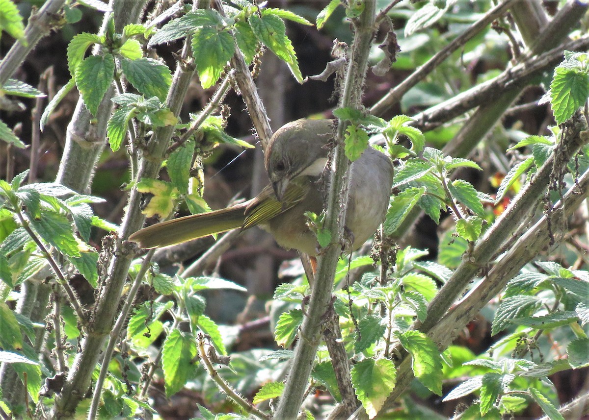 Green-tailed Towhee - ML273285791