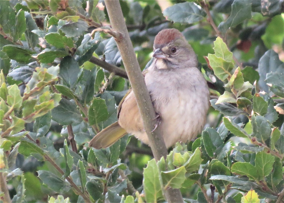 Green-tailed Towhee - ML273285911