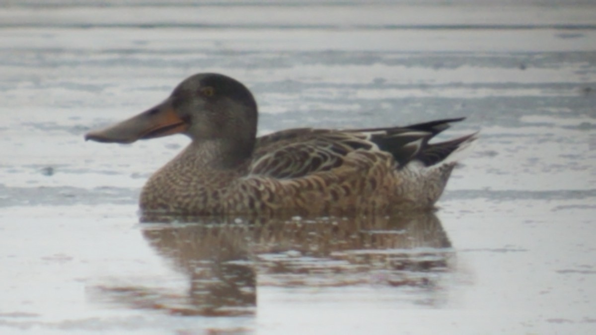 Northern Shoveler - ML273286061