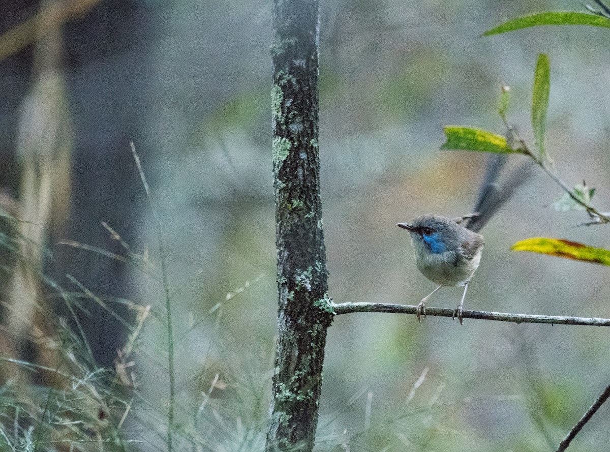 Variegated Fairywren - Matteo Grilli