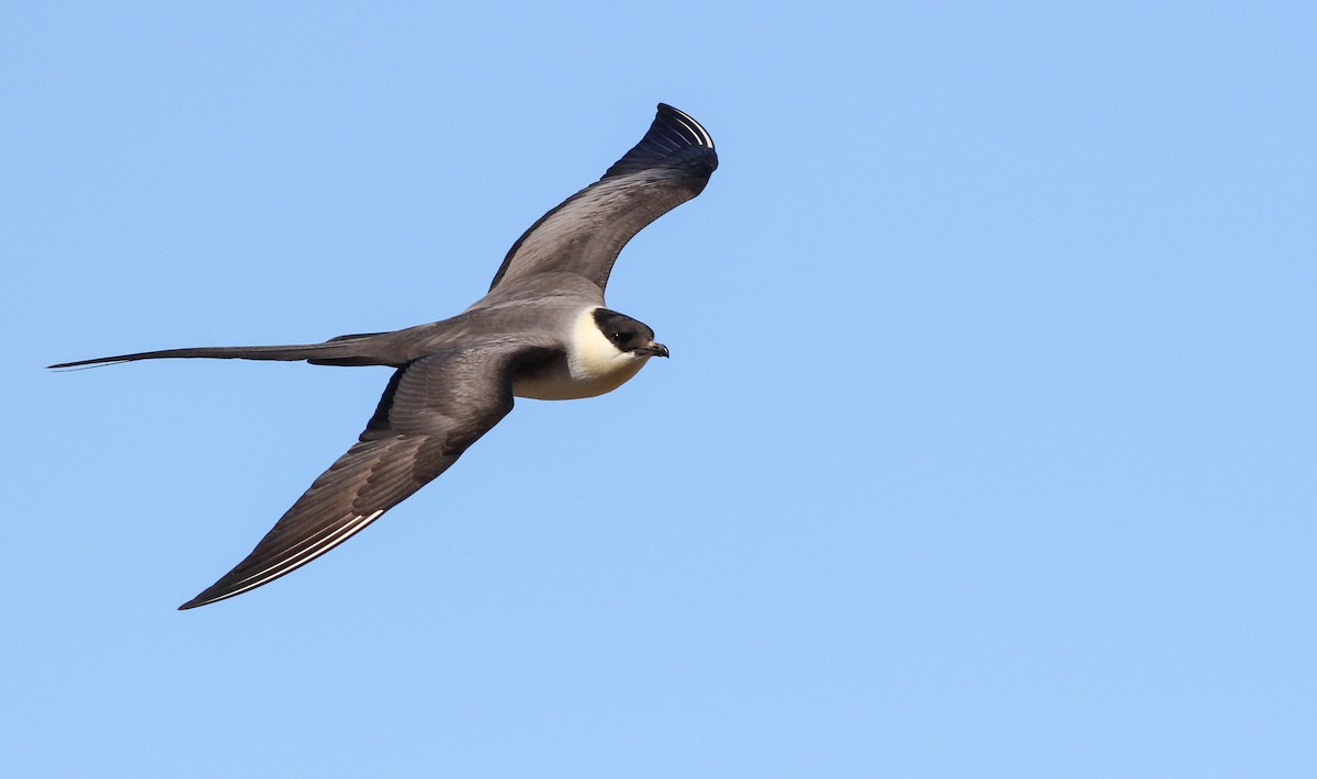 Long-tailed Jaeger - ML27328651