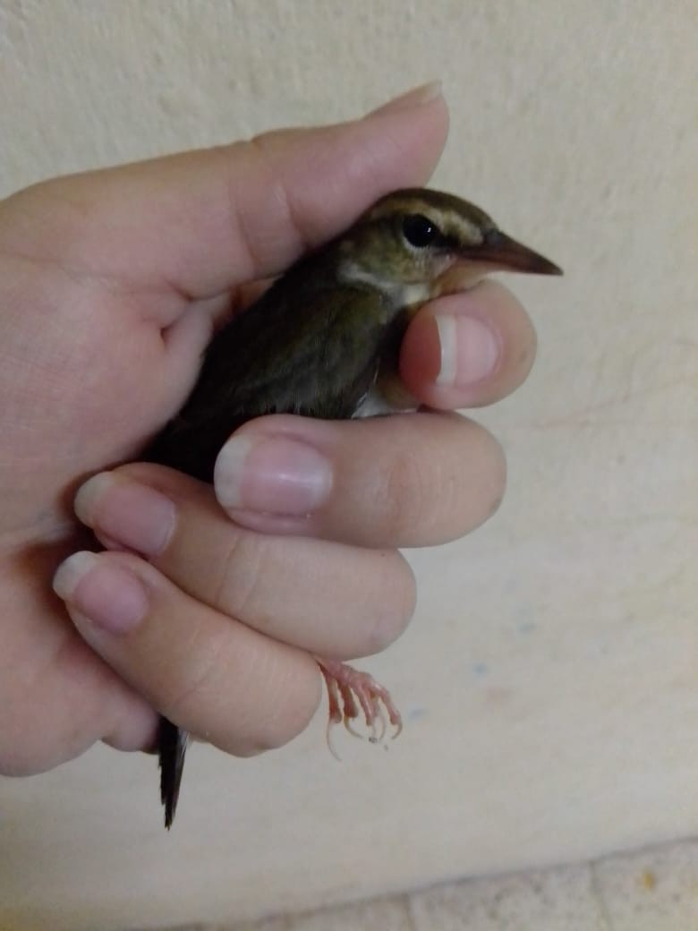 Swainson's Warbler - ML273287481