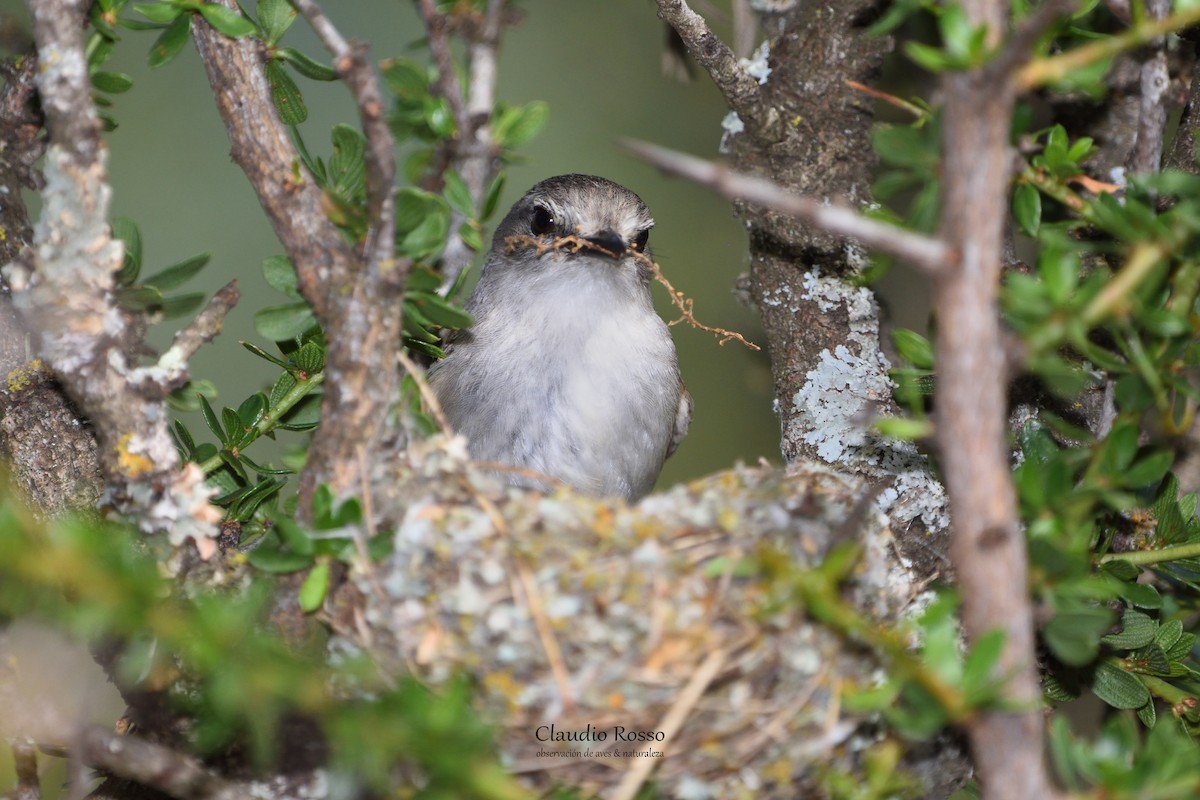 White-crested Tyrannulet (White-bellied) - ML273287731