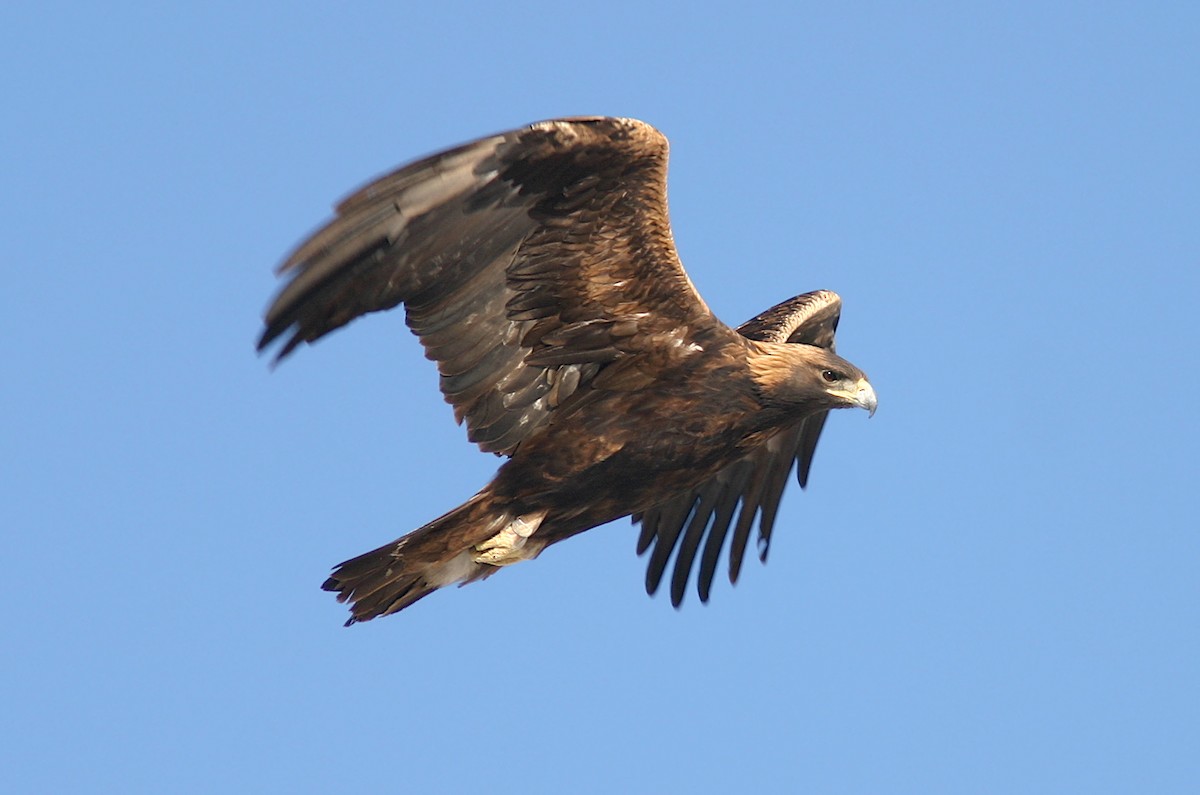 Golden Eagle - Jerry Liguori