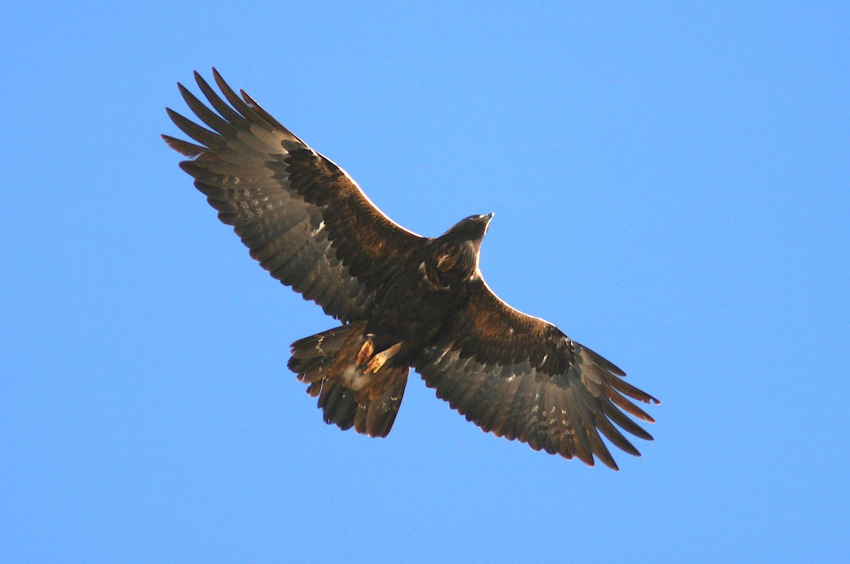 Golden Eagle - Jerry Liguori