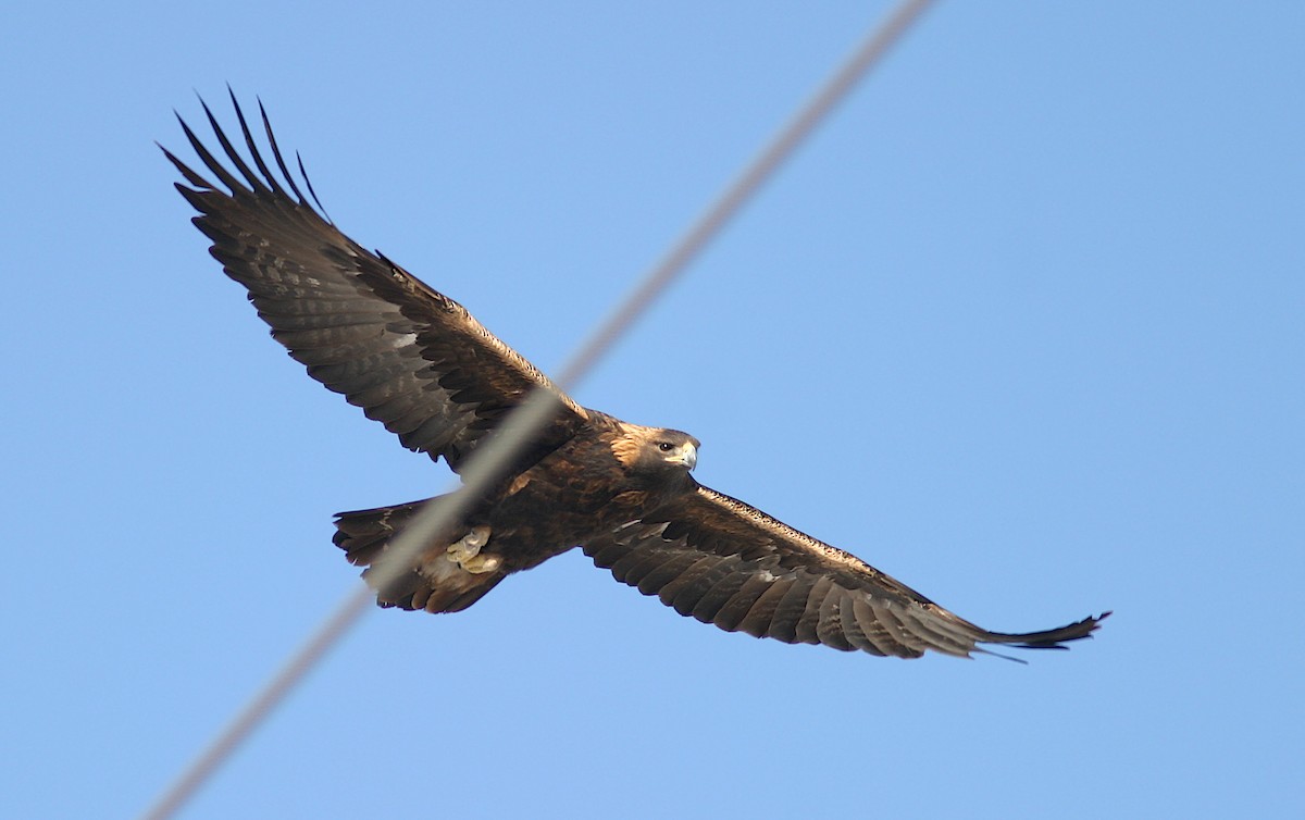 Golden Eagle - Jerry Liguori