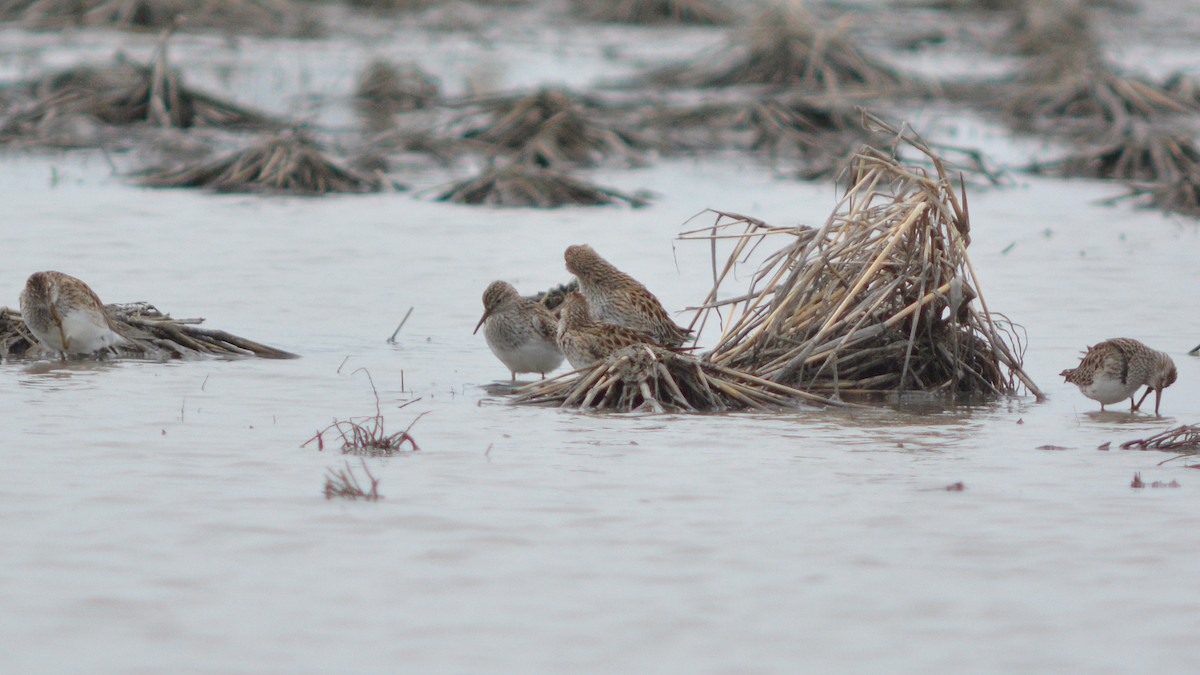 Pectoral Sandpiper - Carl Winstead