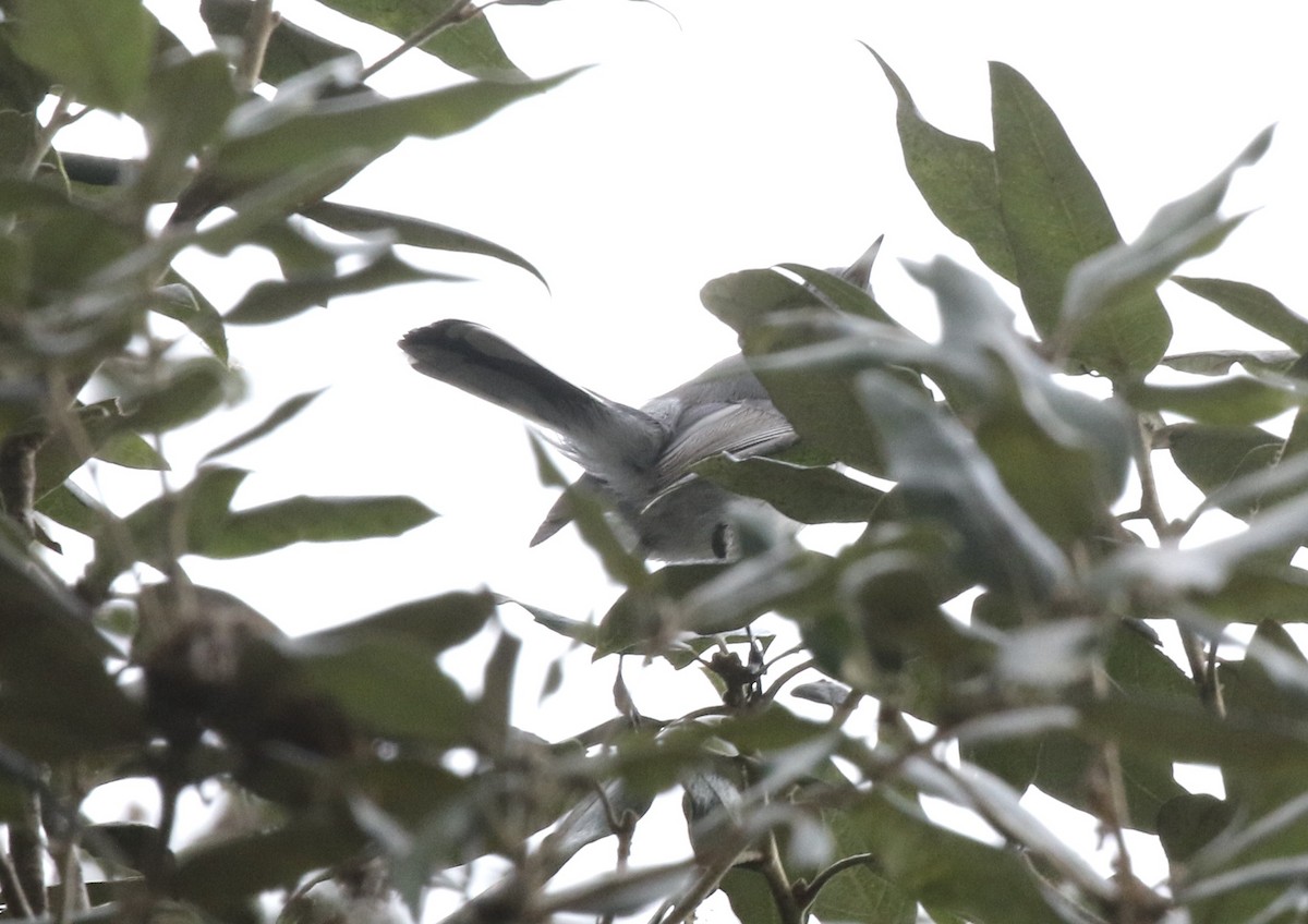 Blue-gray Gnatcatcher - ML273290401