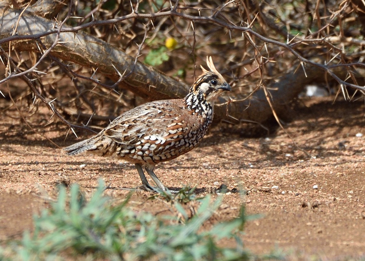 Crested Bobwhite - ML273290601