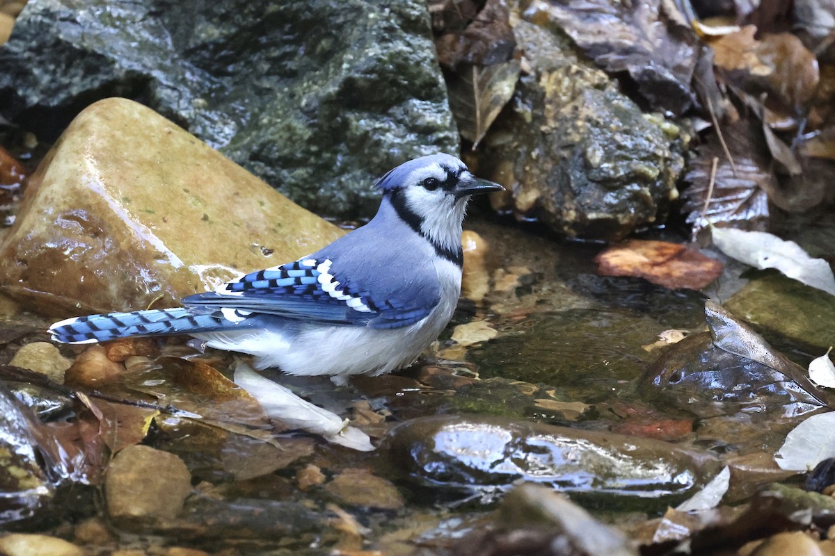 Blue Jay - Anne Bielamowicz