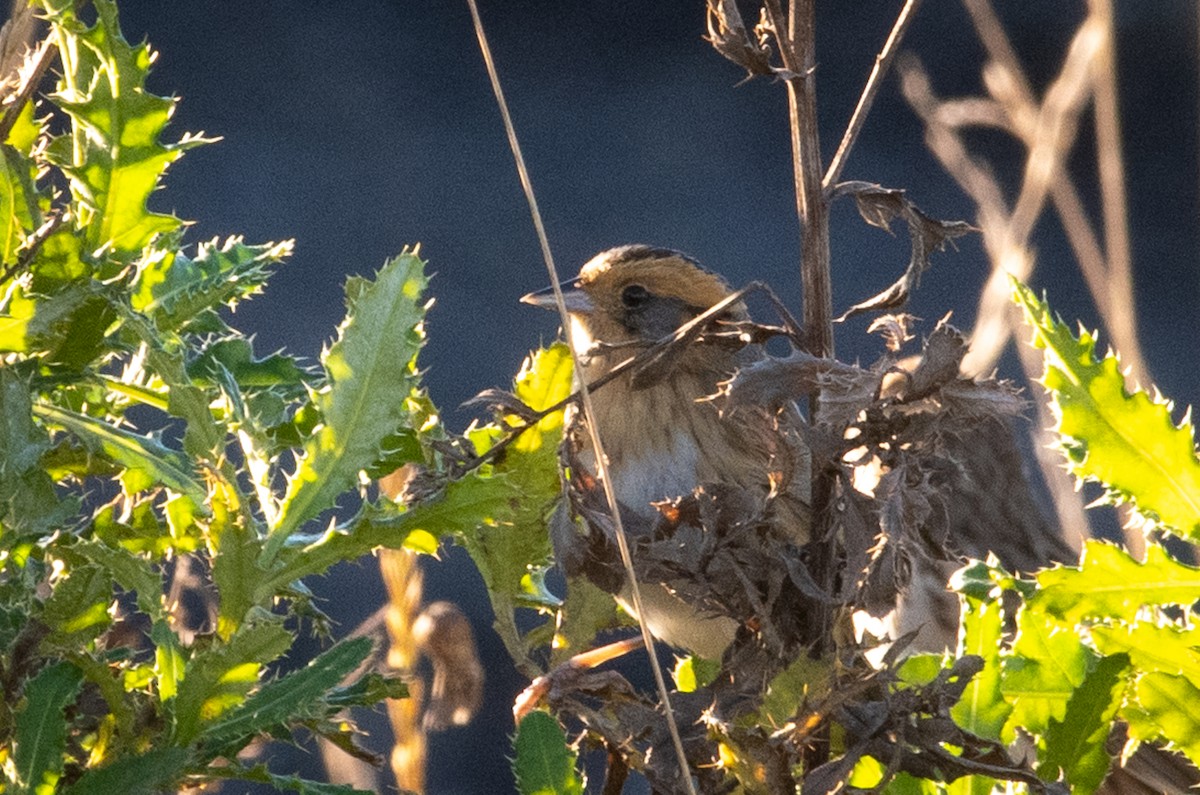 nålstjertspurv - ML273292081