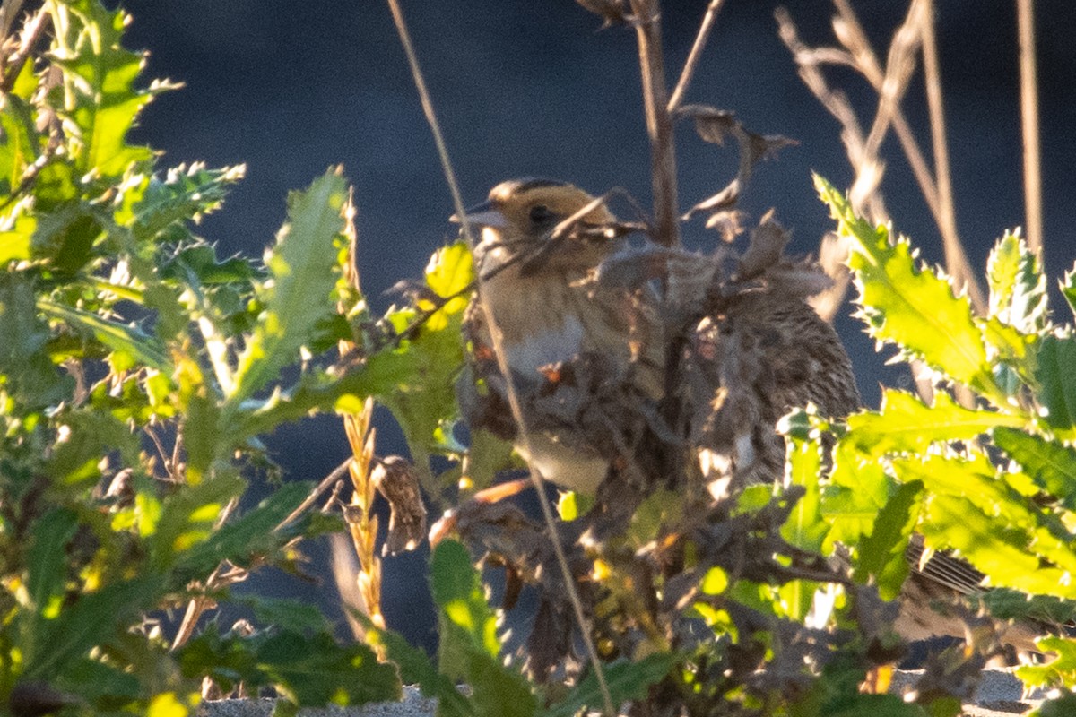 nålstjertspurv - ML273292091