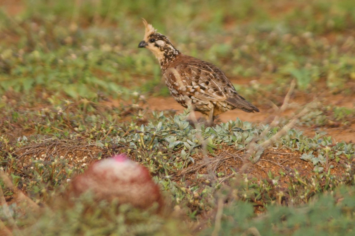 Crested Bobwhite - ML273293121