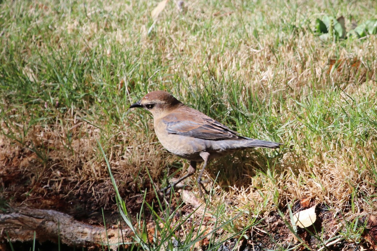 Rusty Blackbird - Charlie Keller