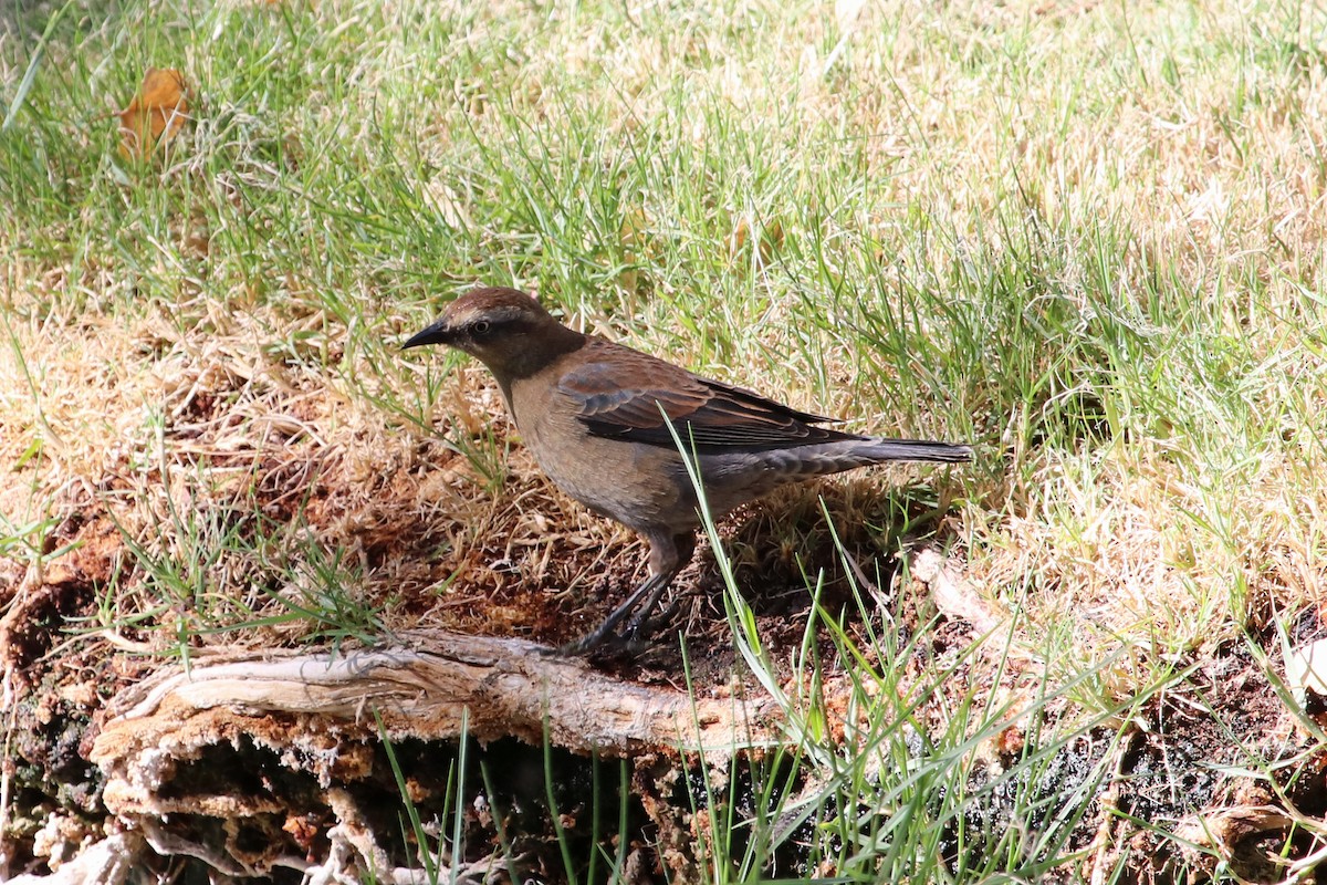 Rusty Blackbird - Charlie Keller