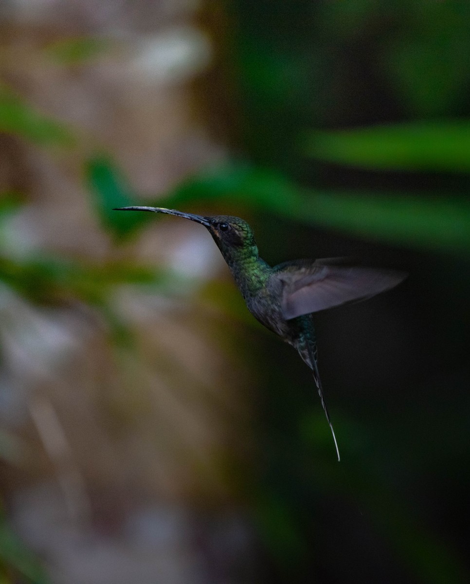 Зелёный колибри-отшельник - ML273294051