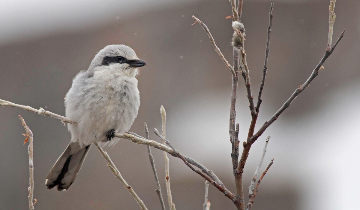 Northern Shrike - ML27329411