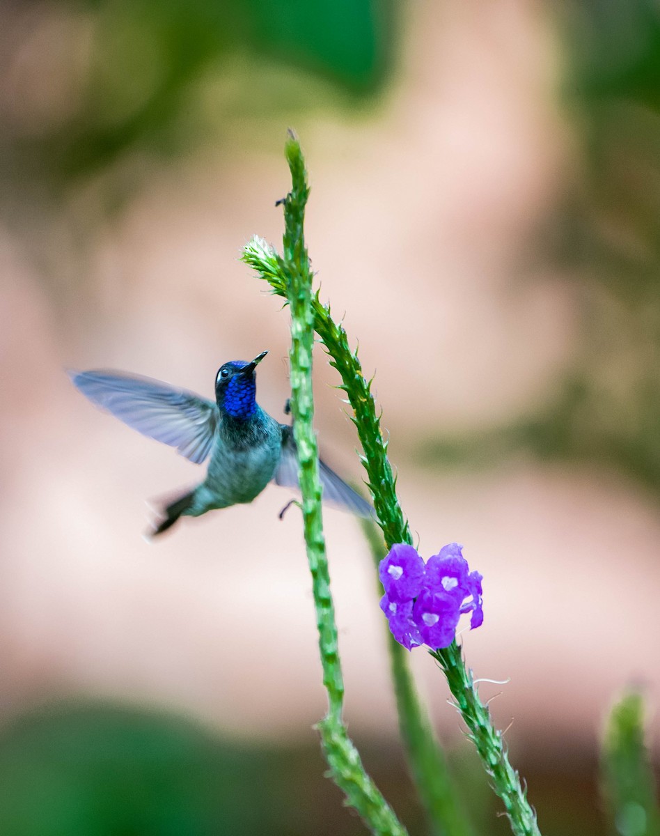 Violet-headed Hummingbird - ML273294141
