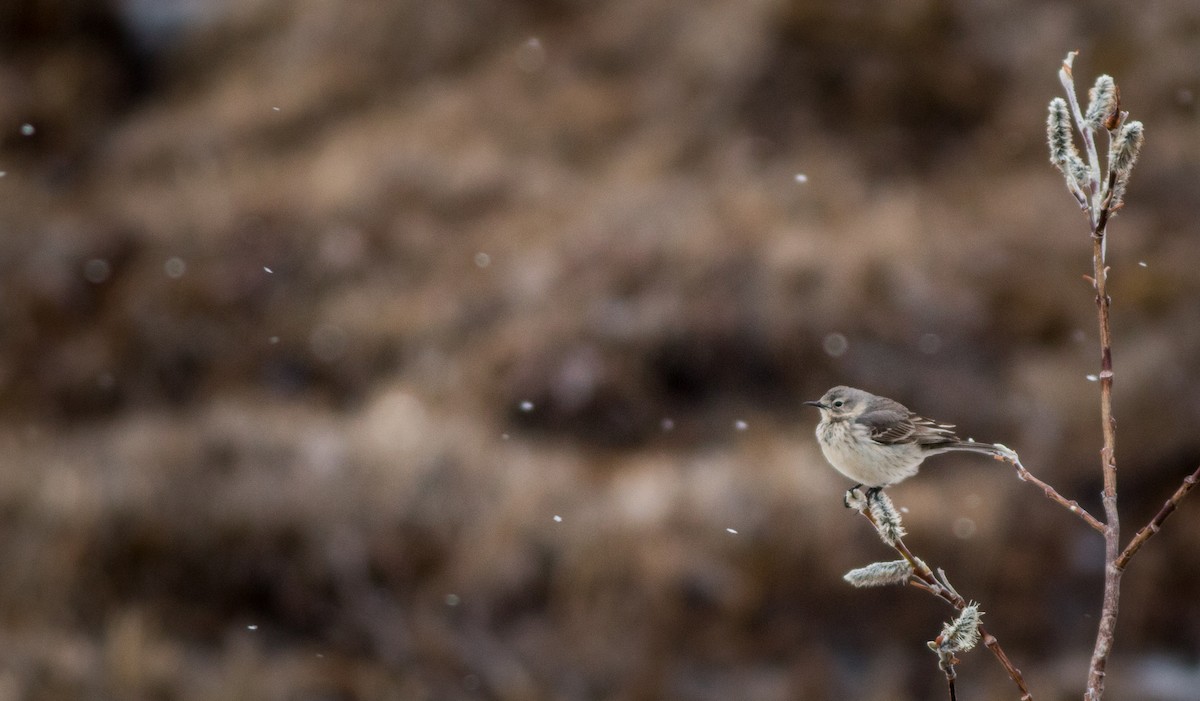 American Pipit - ML27329421