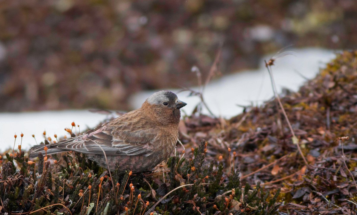 Gray-crowned Rosy-Finch - Ian Davies