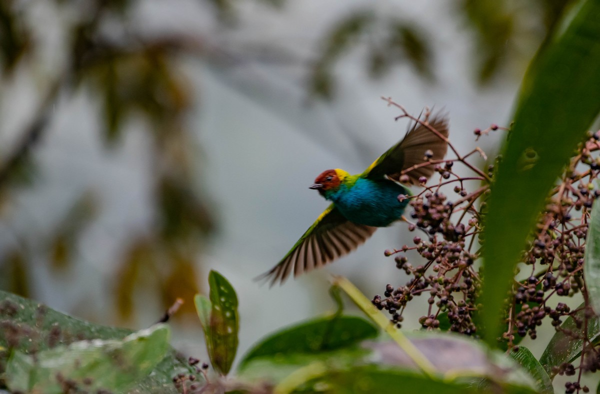 Bay-headed Tanager - ML273294621