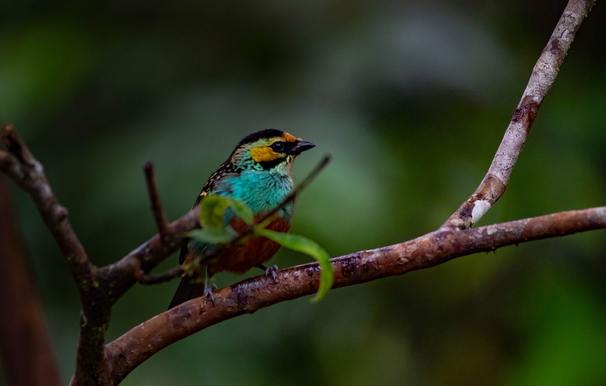 Golden-eared Tanager - ML273294651