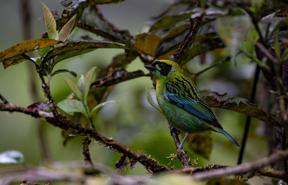 Green-and-gold Tanager - ML273294691