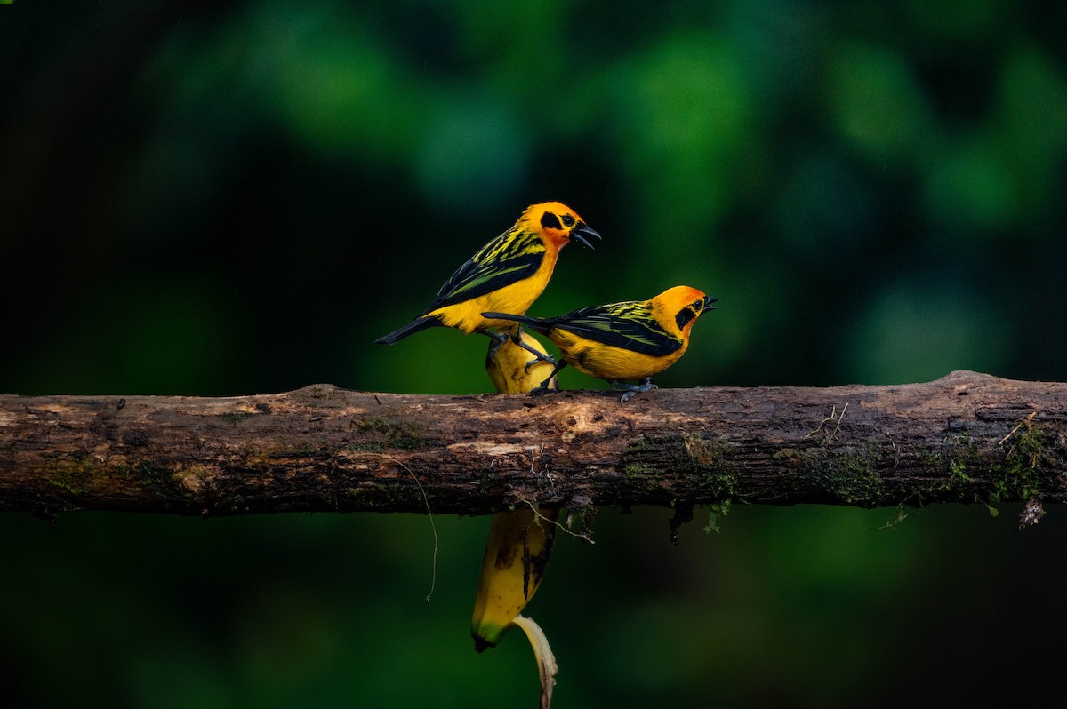 Golden Tanager - ML273294721