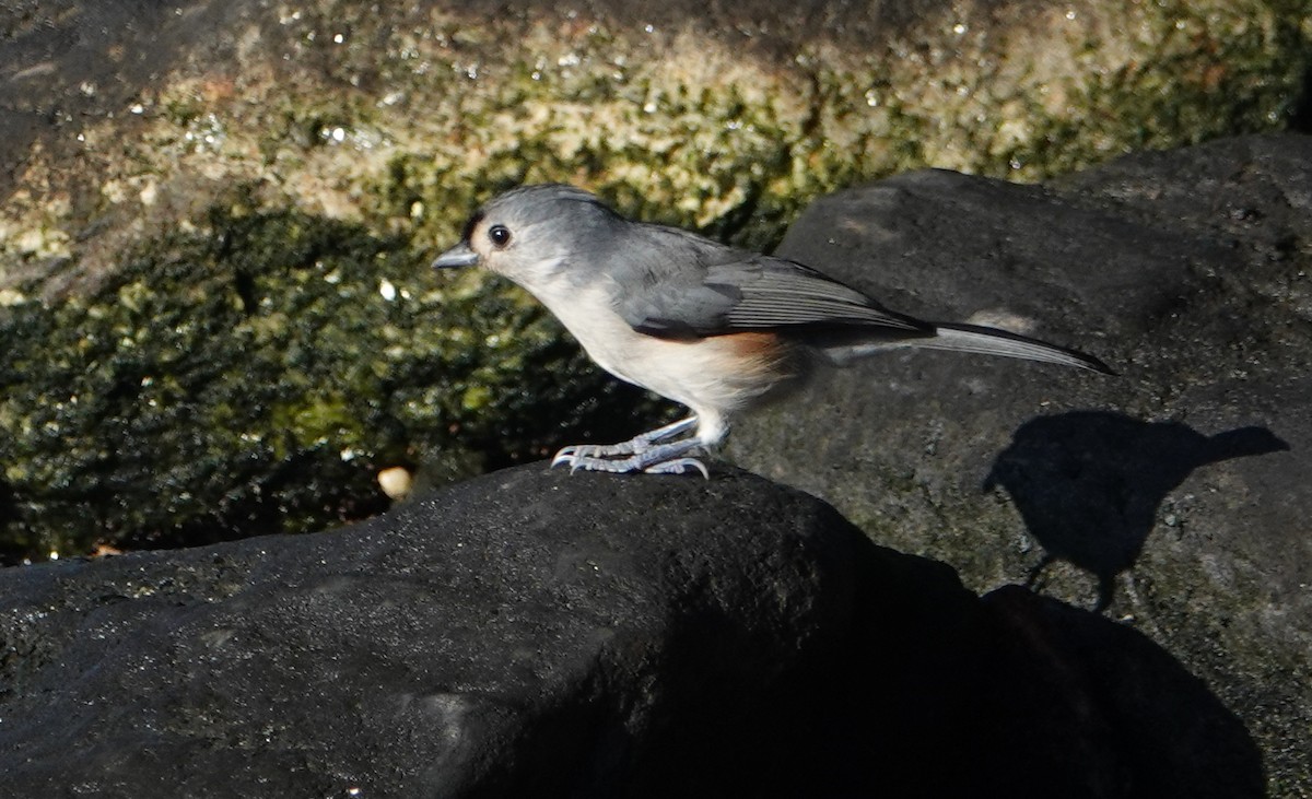 Tufted Titmouse - ML273294951