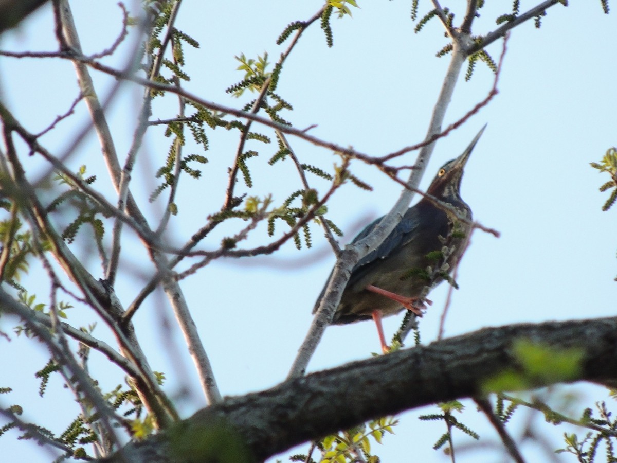 Green Heron - Paul & Koni Fank