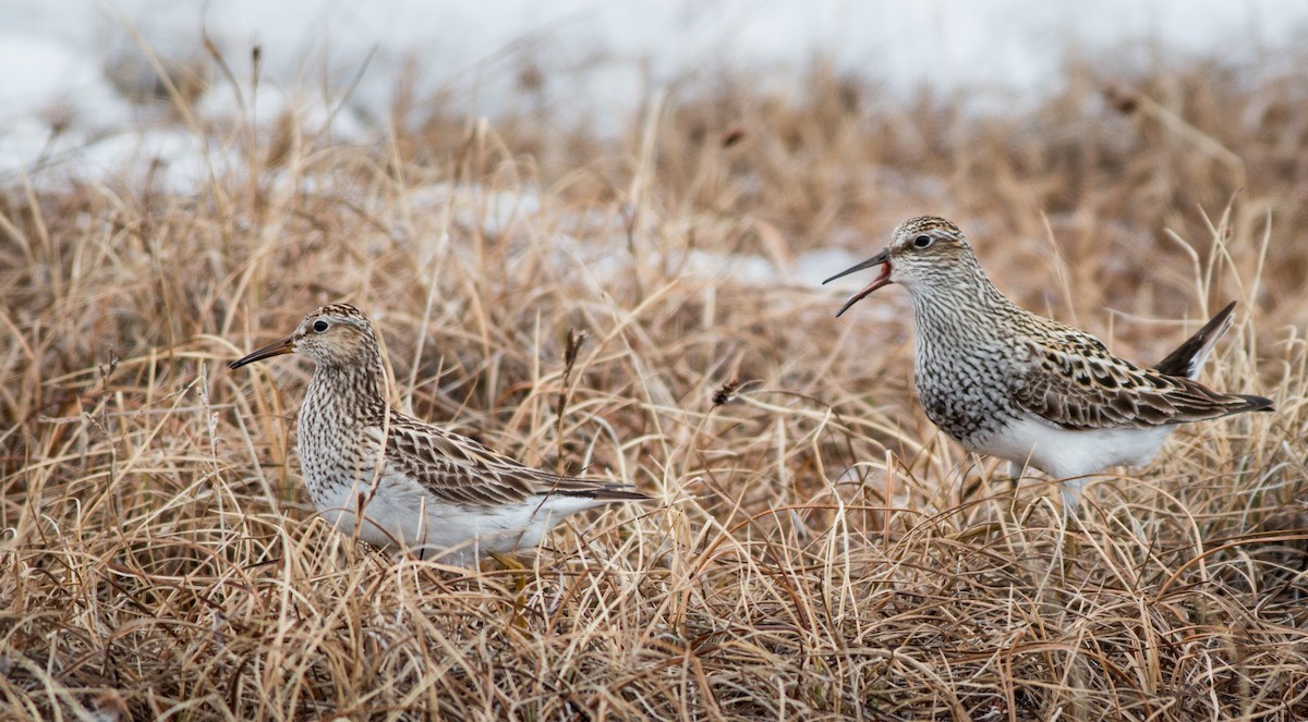 Pectoral Sandpiper - ML27329591